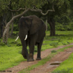 elephant
