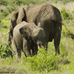 elephant-r