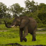 elephant2