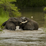 elephantfight