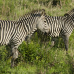 zebra